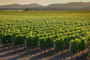 Tuscany Cooking School — Poggio al Tesoro