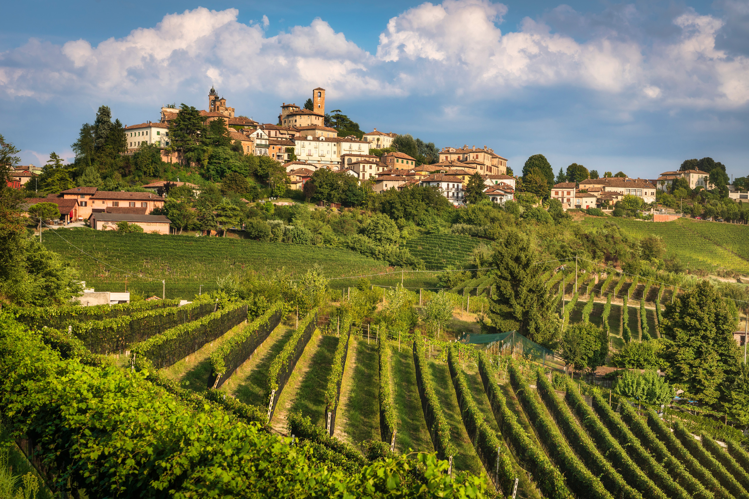 Piedmont — Langhe vineyards and truffle country