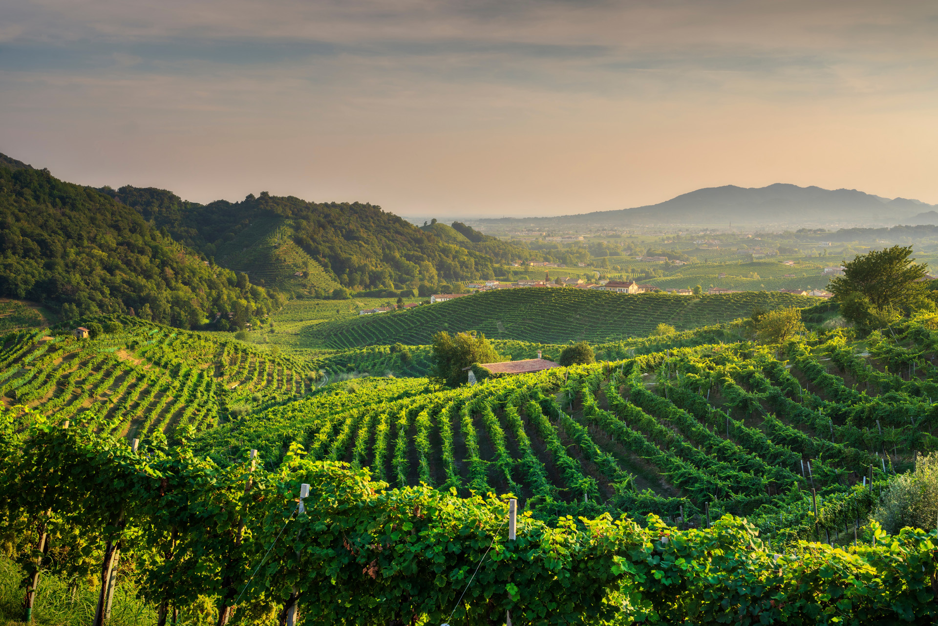 Tuscany — Poggio al Tesoro estate, Bolgheri