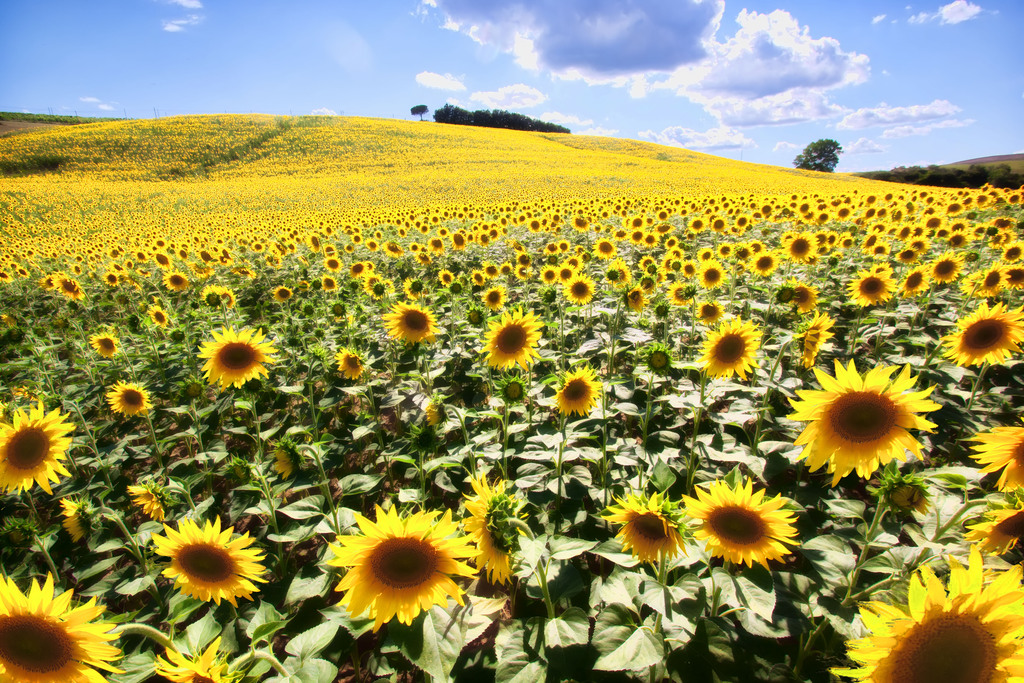 tuscany-sunflower-field - Giuliano Hazan | Giuliano Hazan